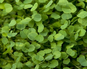 Alfalfa içerisindeki besin öğeleri nelerdir?